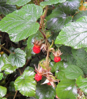 Rubus tricolor